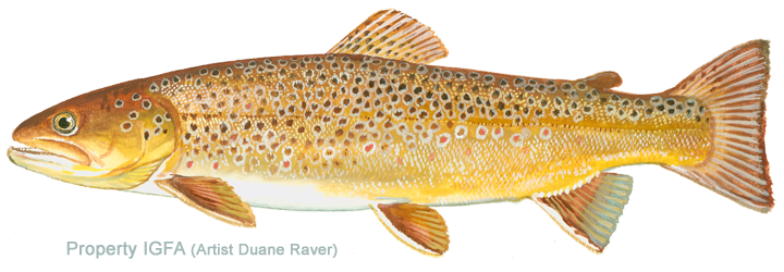 12lb 8 oz Brown trout