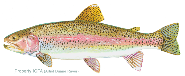 Rainbow Trout Fishing  5LB TROUT ON 2LB LINE at Santa Ana River