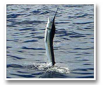Picante Bluewater Sportfishing