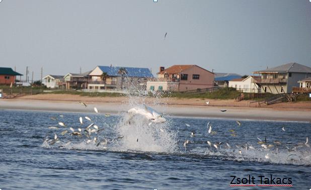 Tarpon and Menhaden