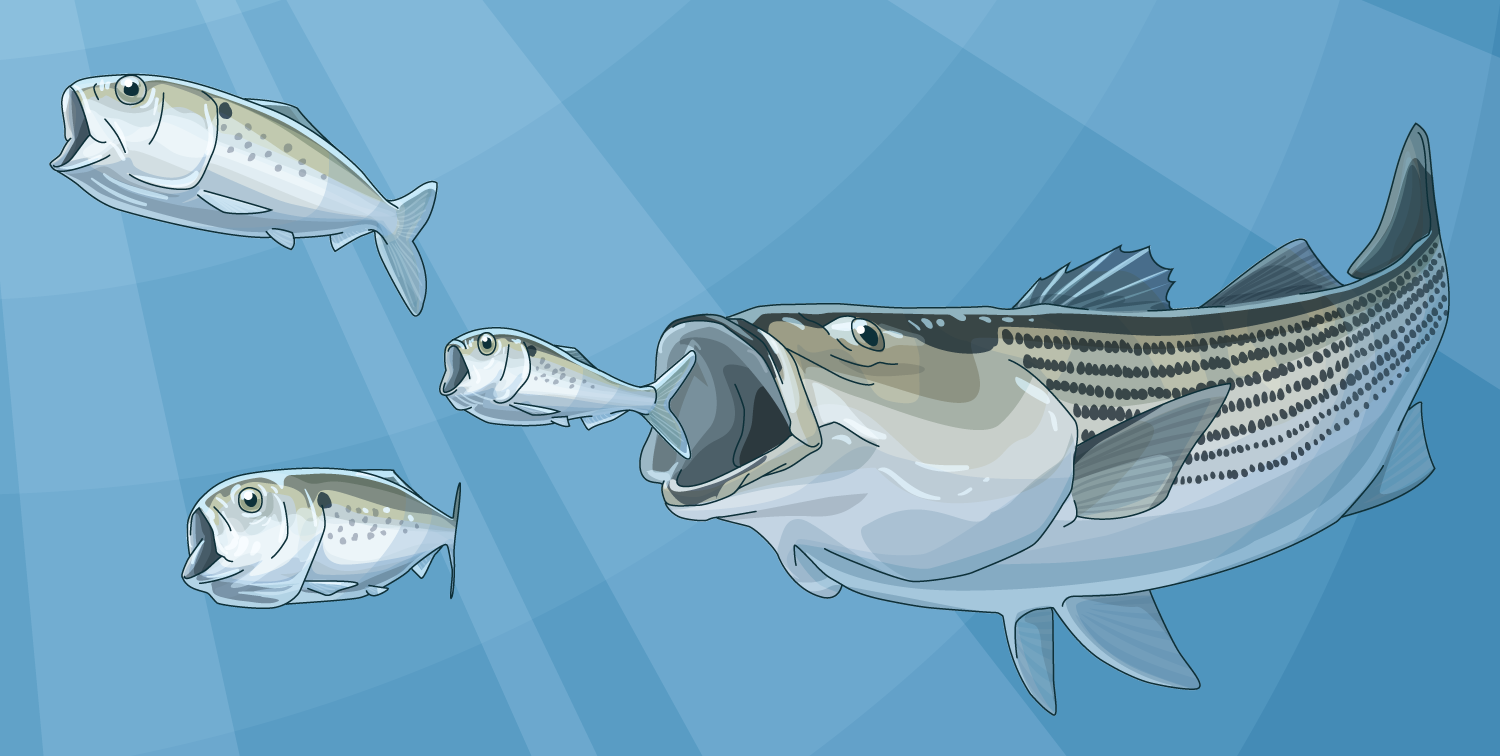 bluefin tuna