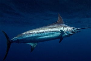 billfish conservation act