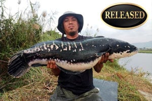 giant snakehead fish