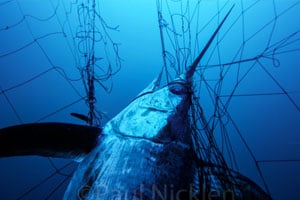 banning gill nets
