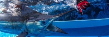 Victory for Billfish Conservation