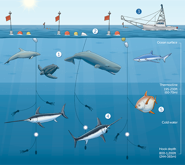 Achieving a Sustainable Swordfish Fishery with Deep-Set Buoy Gear