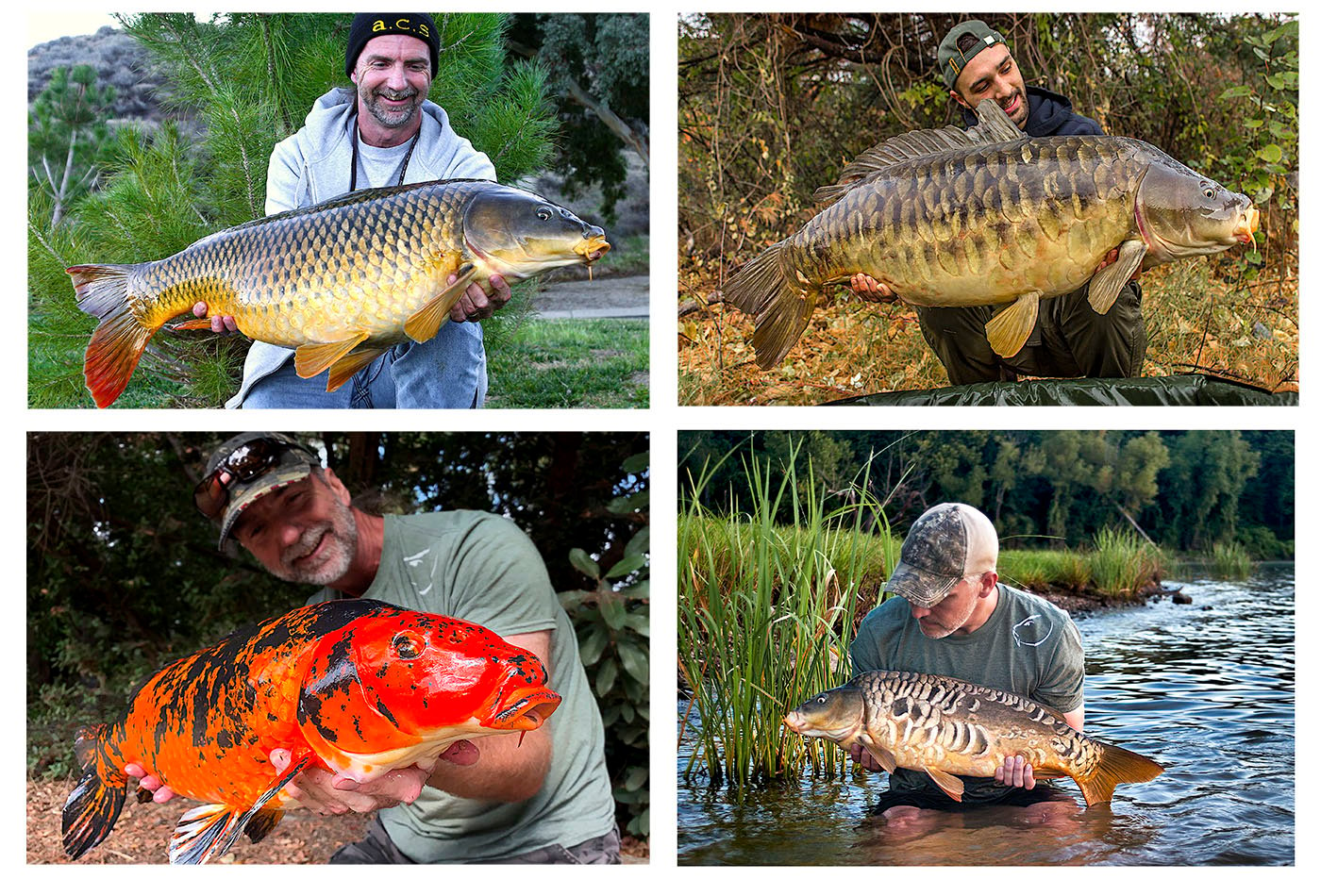 Carp Team fényképe.  Carp fishing bait, Carp fishing, Fish ponds