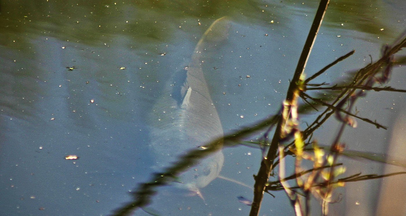 Do big beds of carp food work?