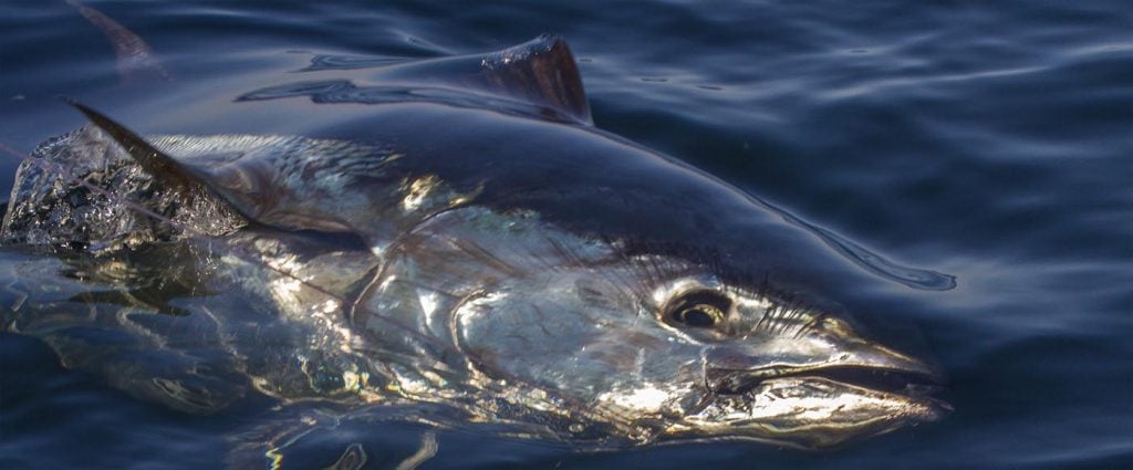 Western Atlantic Bluefin Tuna