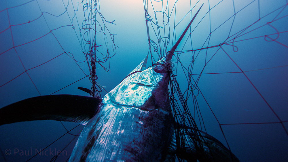 Deepset Buoy Gear Improves Commercial Harvesting The IGFA