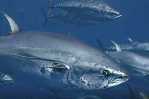 spawning bluefin tuna