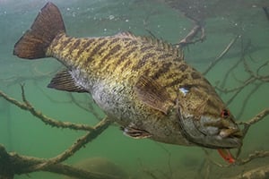 the golden age of smallmouth bass fishing