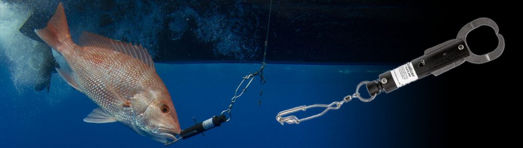 Down Scope: Saving Snapper & Grouper from Barotrauma - Fish - NOAA