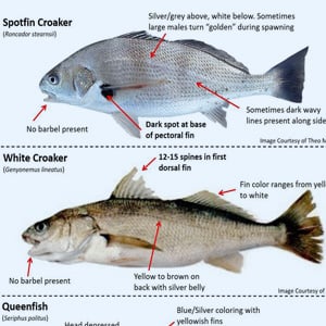 Redtail Catfish -  Game Fishing Guide