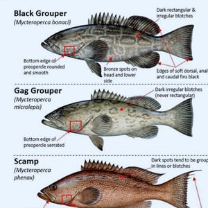 Steams gemenskap :: Guide :: The Fish List