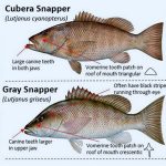Game Fish Database – International Game Fish Association
