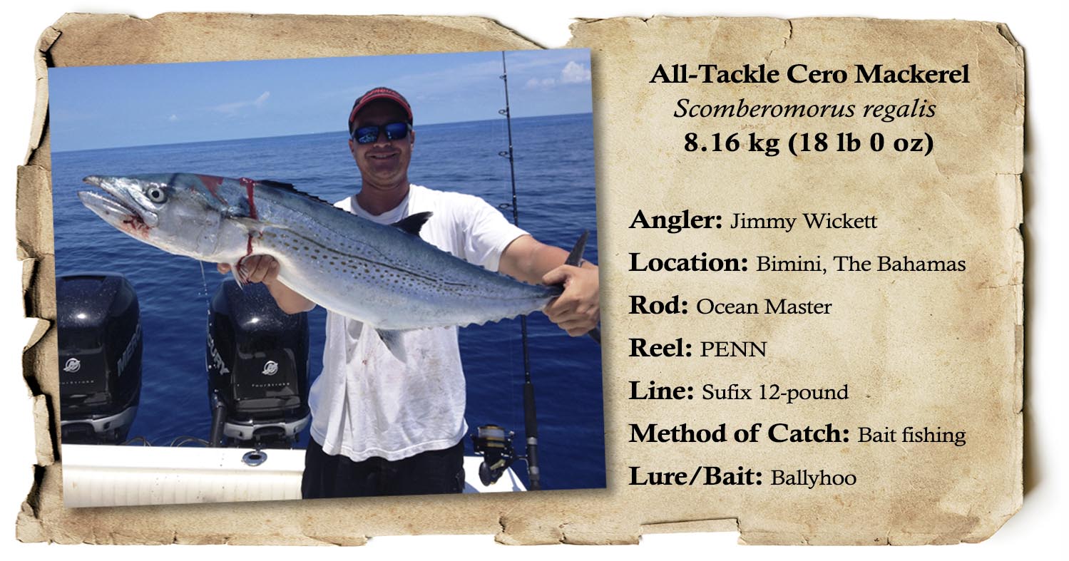 MONSTER Spanish Mackerel