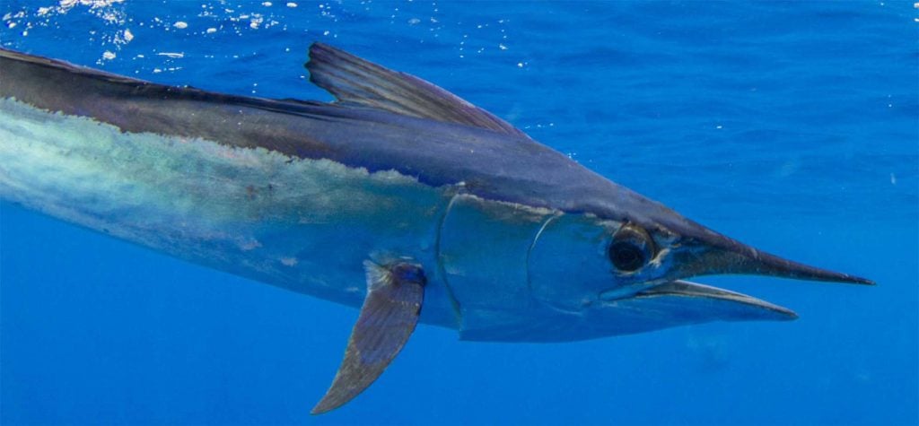 IGFA Great Marlin Race Spearfish Insights – International Game Fish ...