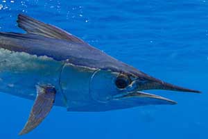 IGFA Great Marlin Race spearfish