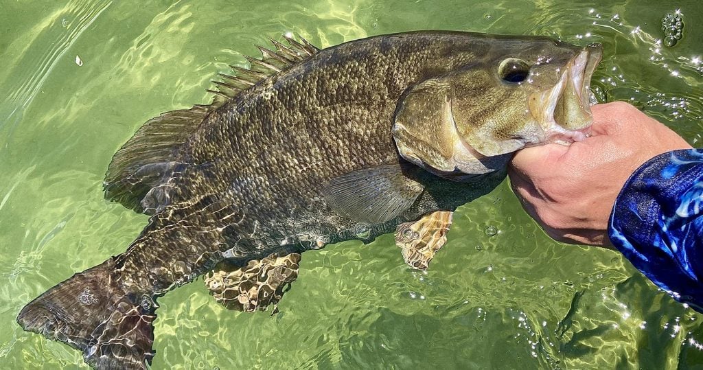 World record on sale spotted bass