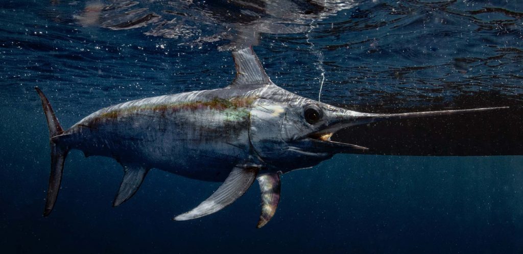 The slow death and uncertain future of California's swordfish fishery