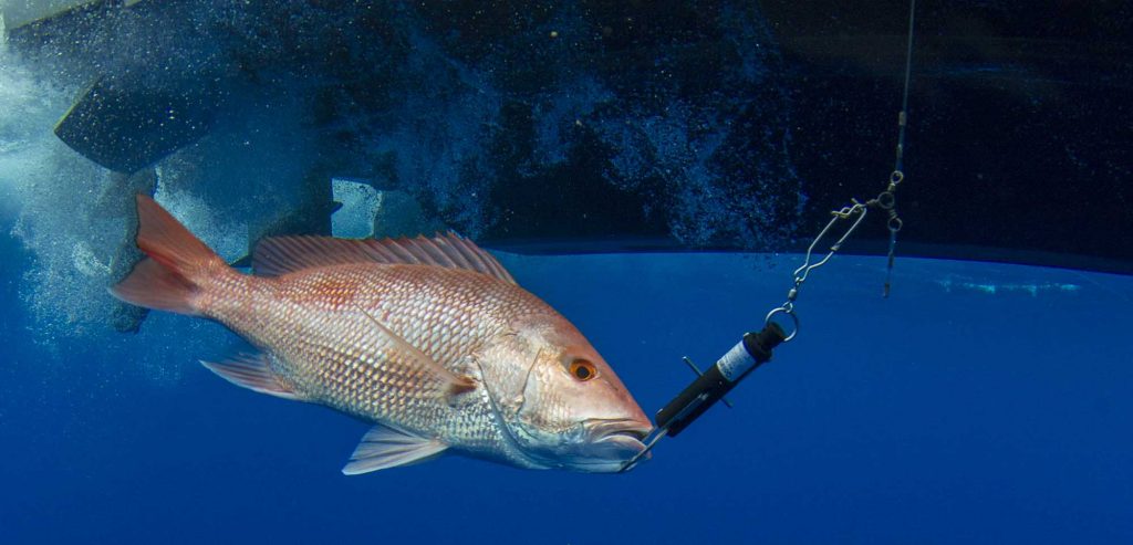 Vent for Life - Save deep sea fish for surviving proven by law in Gulf