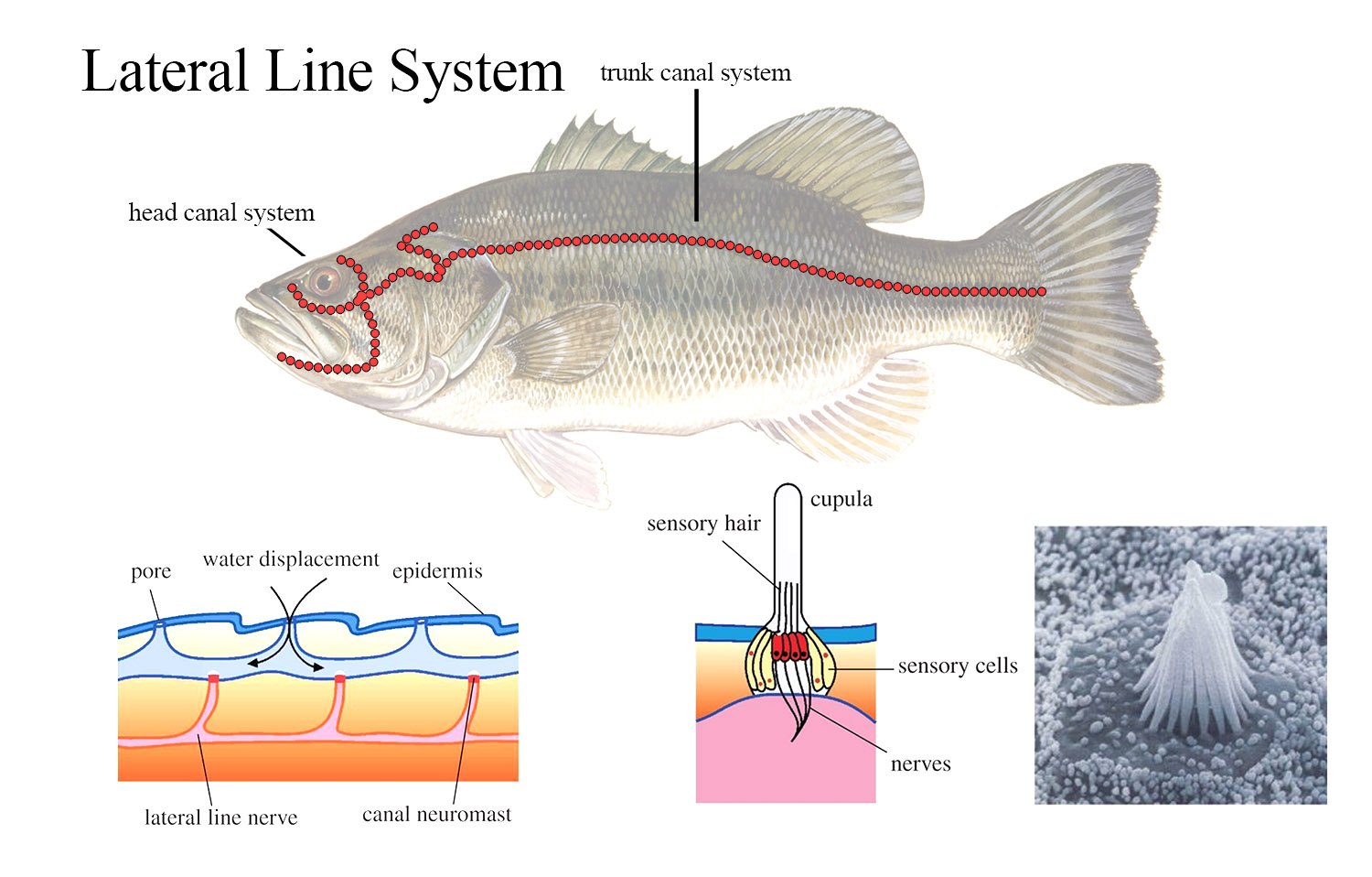 fish lateral line