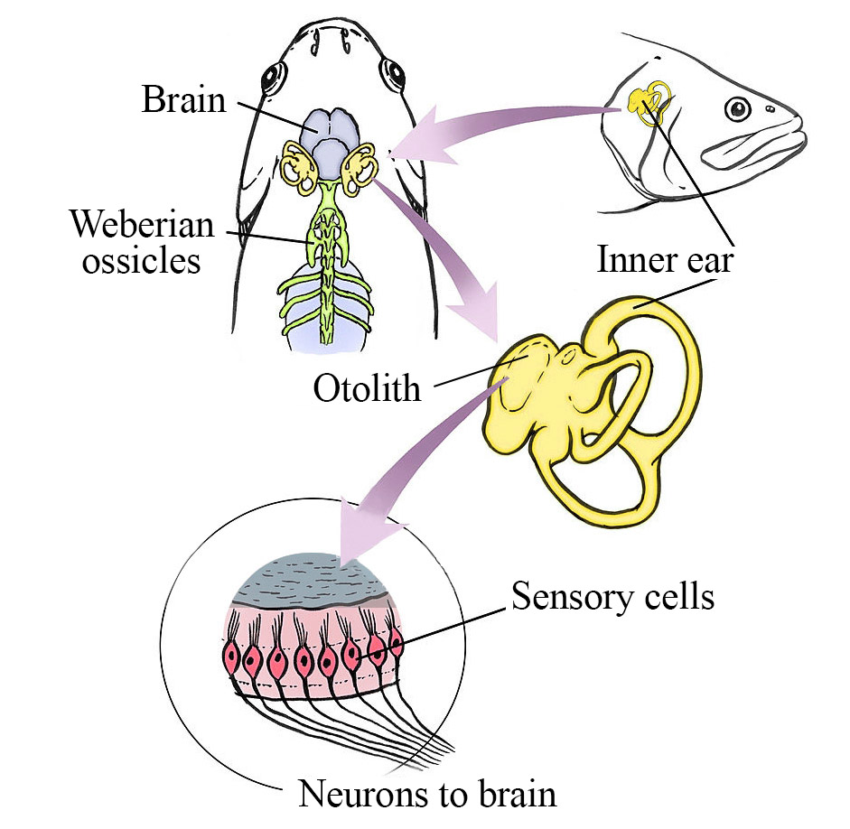 Inner Ear Cell Types Between Fish and Mammals Show Similarities — Hearing  Health Foundation