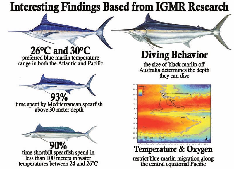 Fish Poster: Billfish Of The World Poster And Identification Chart