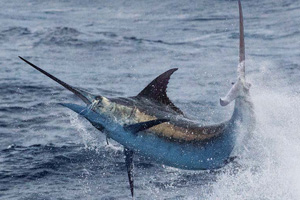 Billfish research with the IGMR