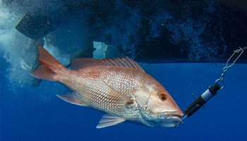 NOAA Fisheries signals a dead end for red snapper - CCA Florida