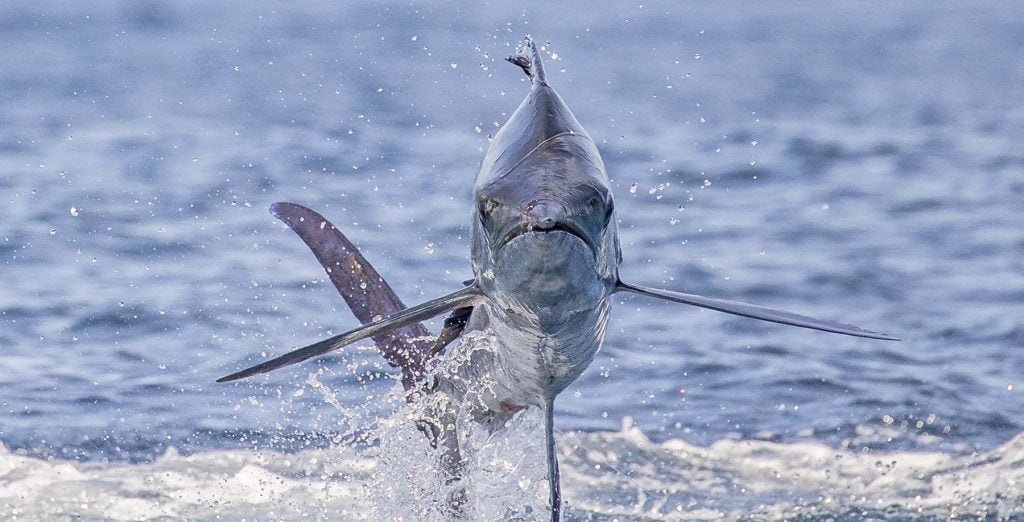 Long-line fishing in the Galapagos Archipelago - Galapagos