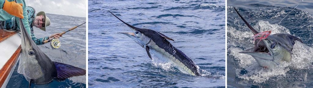 Swordfish Package  Maximum Gusto Sportfishing