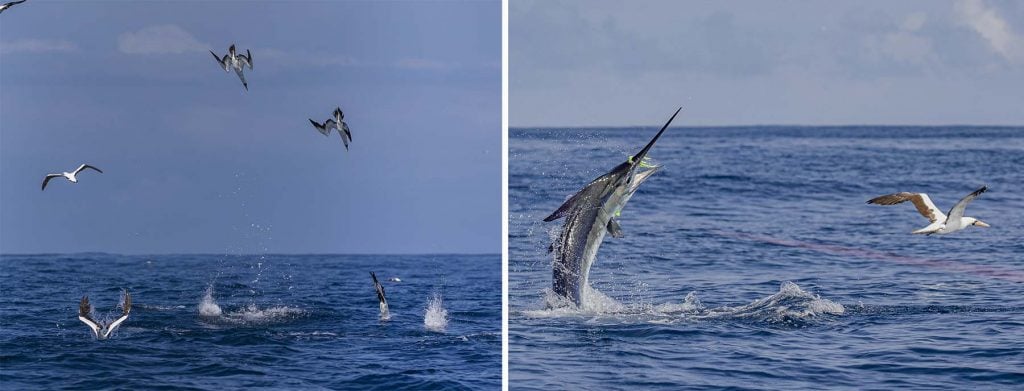 Monster Blue Marlin On The Leader! 