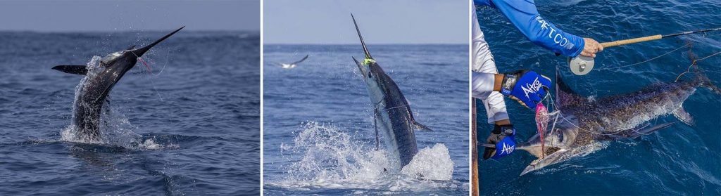 Monster Blue Marlin On The Leader! 