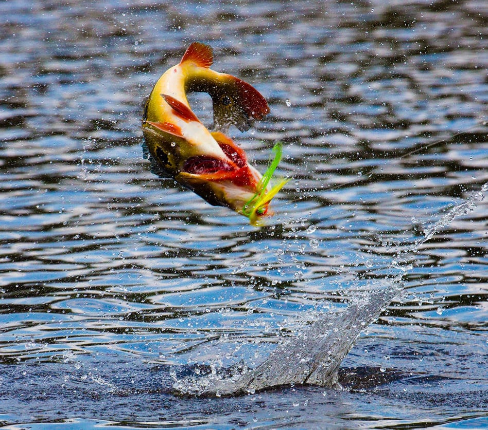 Chug Bug.Peacock Bass!! 