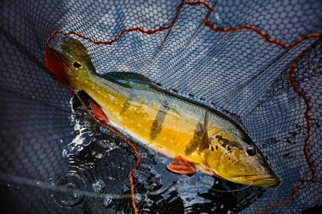 Fishing With Fabel: Peacock Bass On The Fly 