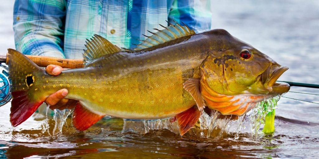 Deep Jungle Peacock Bass 