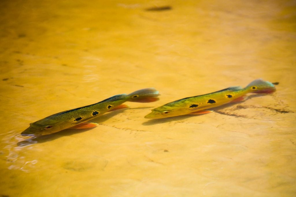 Essential Gear for Peacock Bass on the Fly in the  – Untamed