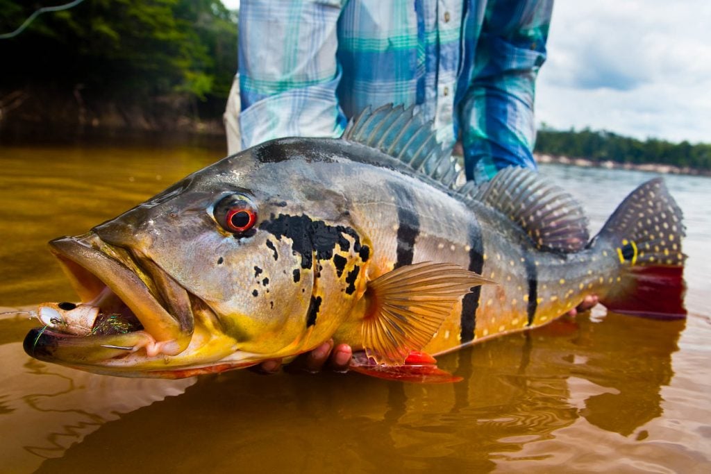 Peacock Bass | Solar Hoodie - Fly Fishing Journeys