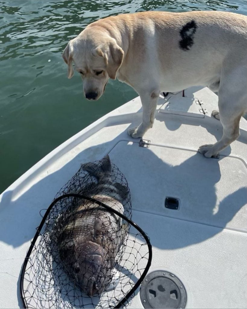 Been slaying the sheepshead's and Cape old burnt store canals all keepers  size ☀️🔥🎣.. • • #sheepshead #saltwaterfishing #