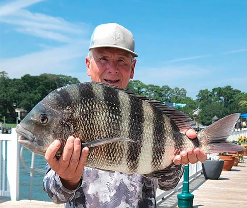 Giant Georgia Sheepshead Ties State Record