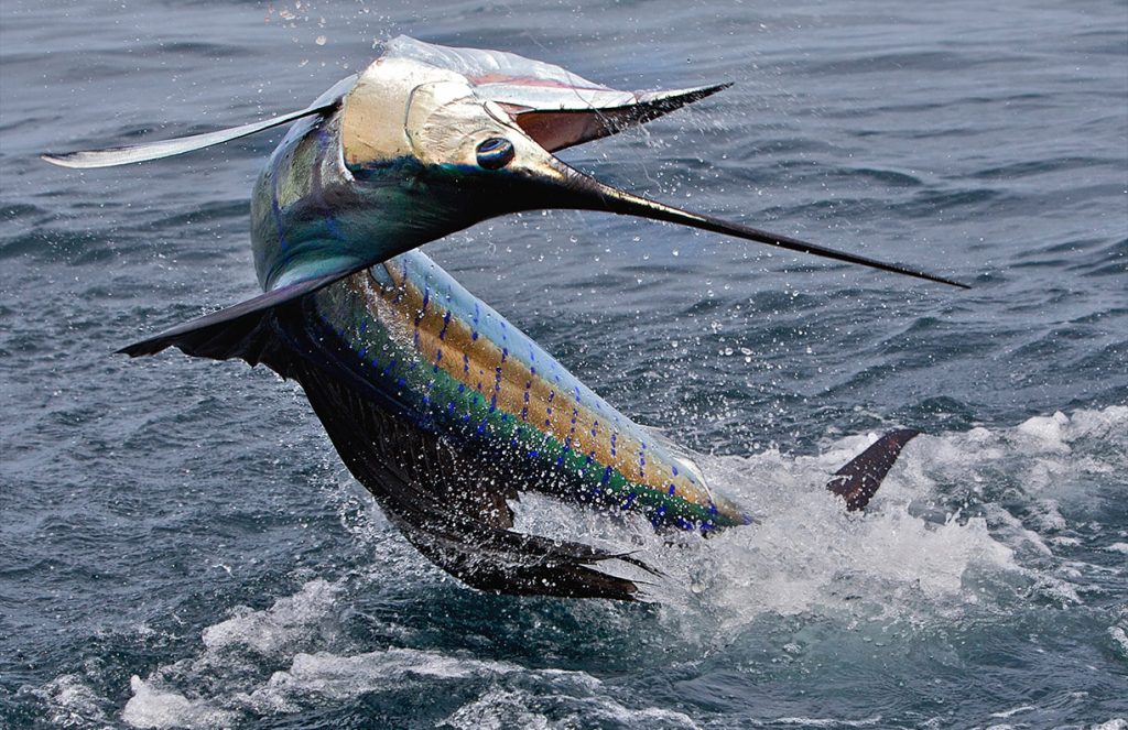 Watch the video - Sailfish on fly. Nick and Bob with the Nautilus