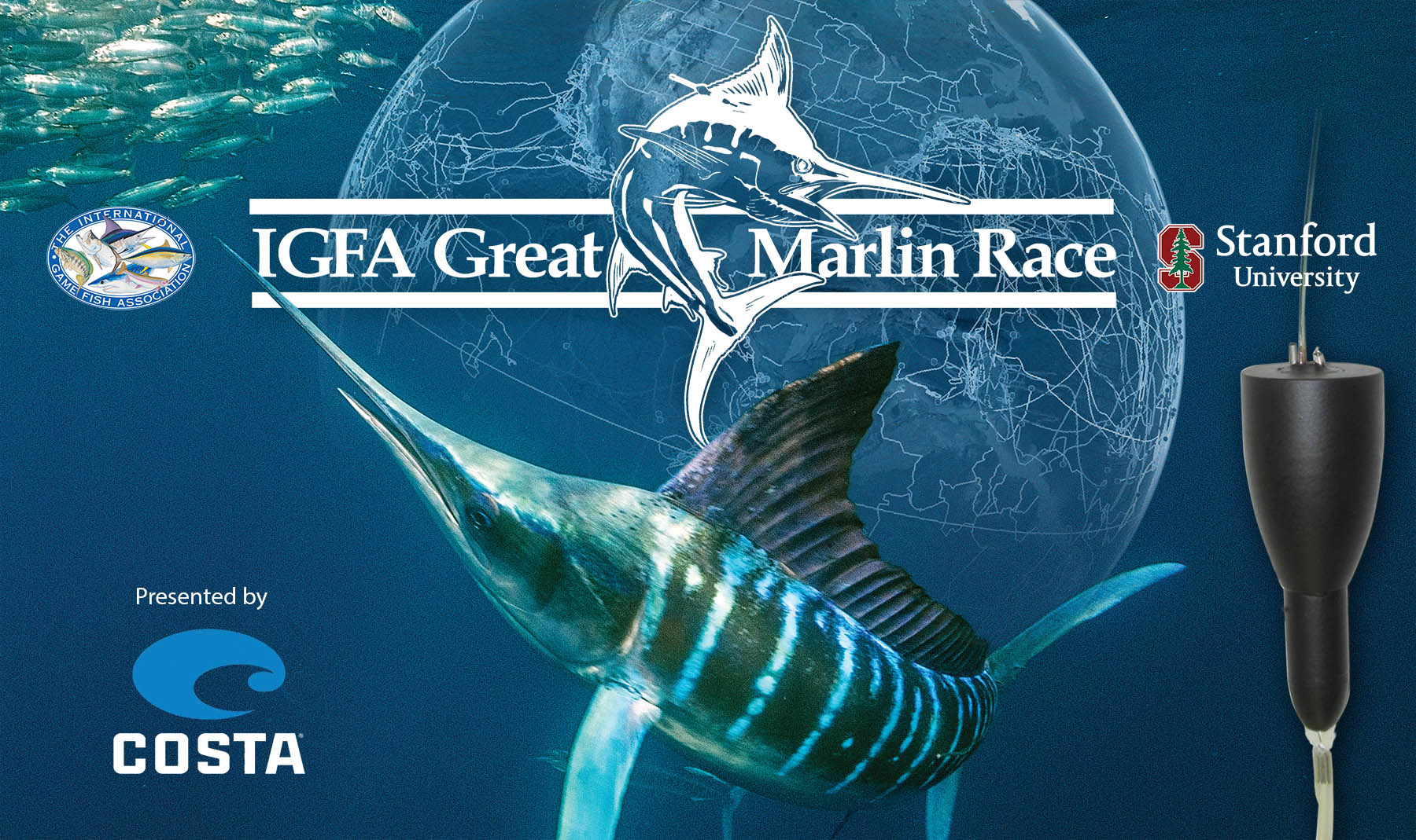Striped Marlin background 2025 WEB