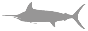3 Striped marlin