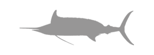 6 Med spearfish