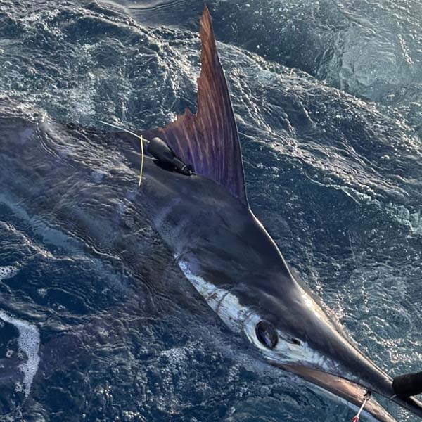 IGMR Block_Winner 2025